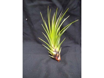 Tillandsia tricolor var. melanocrater (malá)