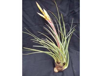 Tillandsia tricolor var. melanocrater (velká)
