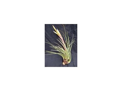 Tillandsia tricolor var. melanocrater (střední)