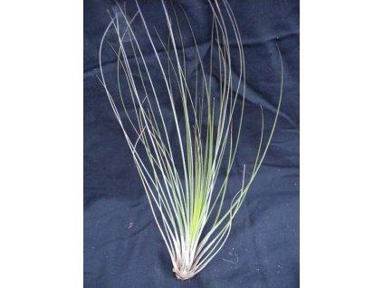 Tillandsia juncifolia