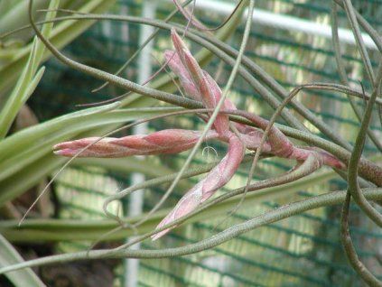 Tillandsia butzii