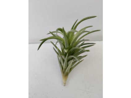 Tillandsia neglecta