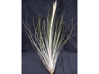 Tillandsia juncea