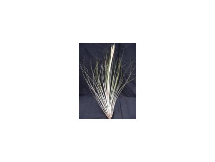 Tillandsia juncea