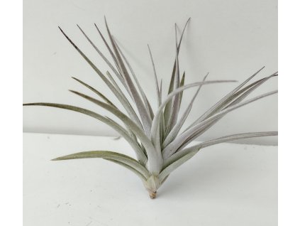 Tillandsia jucunda