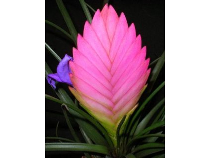 Tillandsia cyanea (kvetoucí)