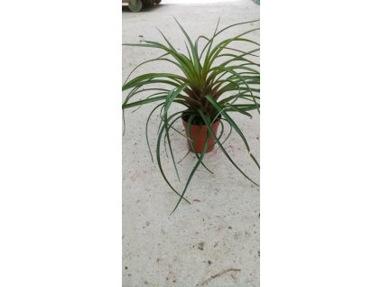 Tillandsia cyanea