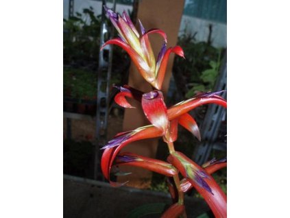 Tillandsia leiboldiana