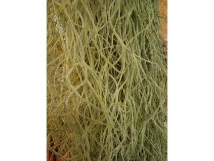 Tillandsia usneoides #2 (100-110cm)
