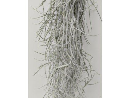 Tillandsia usneoides #3 (80cm)
