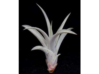 Tillandsia capitata (malá)