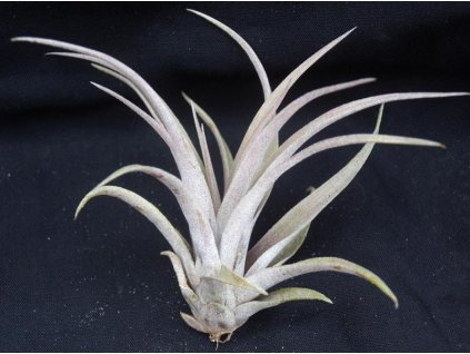 Tillandsia capitata (střední)