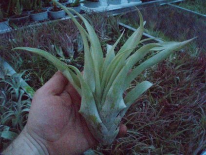 Tillandsia capitata (velká)