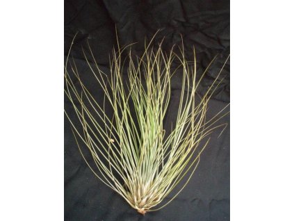 Tillandsia festucoides