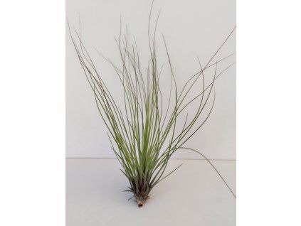 Tillandsia festucoides