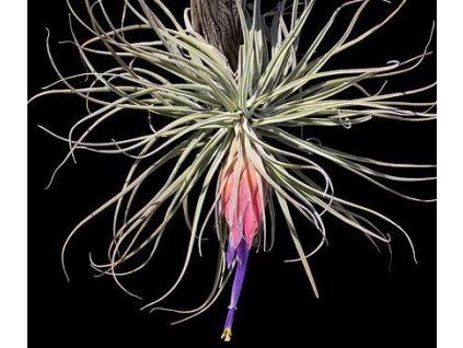 Tillandsia velickiana