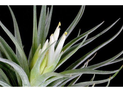 Tillandsia plagiotropica