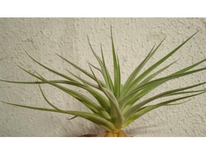 Tillandsia didisticha