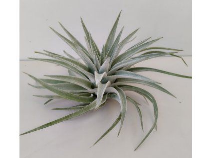 Tillandsia didisticha