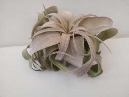 Tillandsia streptophylla (střední)