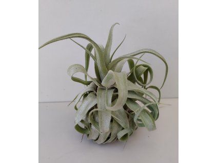 Tillandsia streptophylla