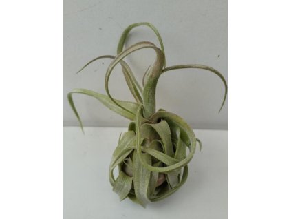 Tillandsia streptophylla (malá)