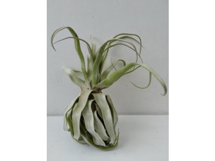 Tillandsia streptophylla (velká)