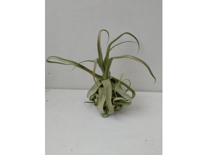 Tillandsia streptophylla (velká)