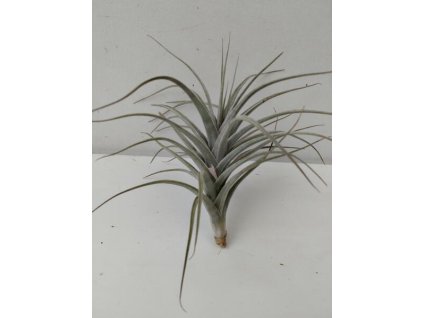 Tillandsia aeranthos