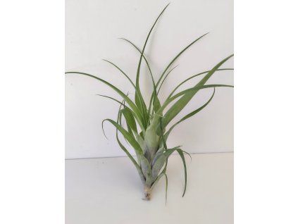 Tillandsia elongata