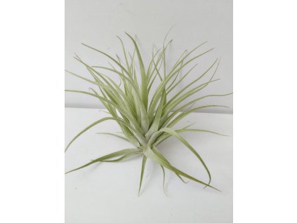 Tillandsia geminiflora (velká)