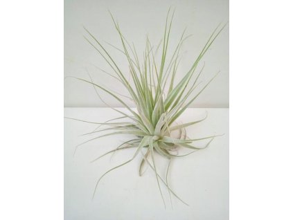 Tillandsia gardnerii