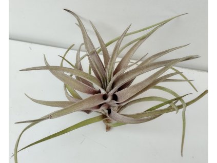 Tillandsia novakii