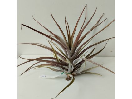 Tillandsia novakii