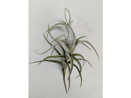 Tillandsia mitlaensis v. tulensis