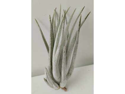 Tillandsia mitlaensis
