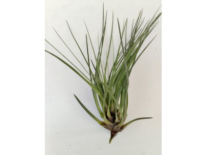 Tillandsia crista-gallii (střední)
