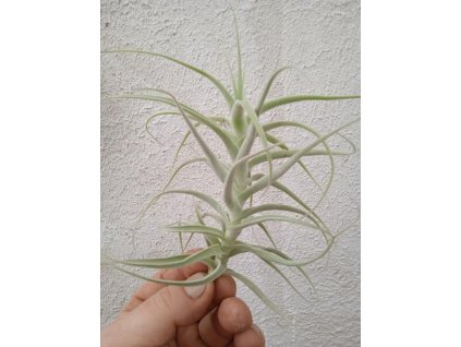 Tillandsia jequiensis