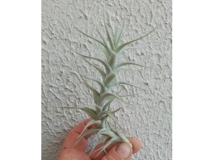 Tillandsia albida var. minor