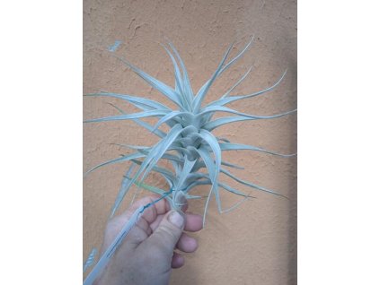 Tillandsia albida