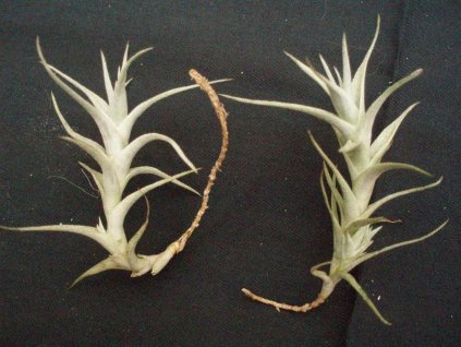Tillandsia albida (forma dlouhá)