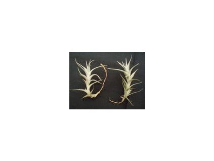 Tillandsia albida (forma dlouhá)