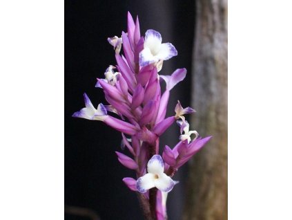Tillandsia purpurea #8