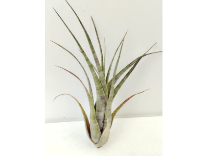 Tillandsia flexuosa