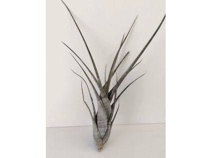Tillandsia flexuosa