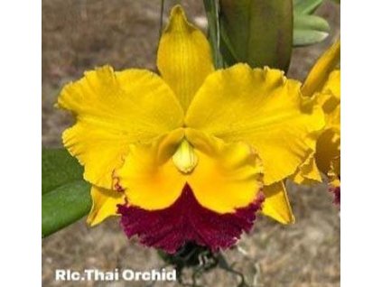 Blc. Thai Orchid No. 3