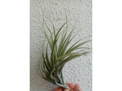 Tillandsia queroensis