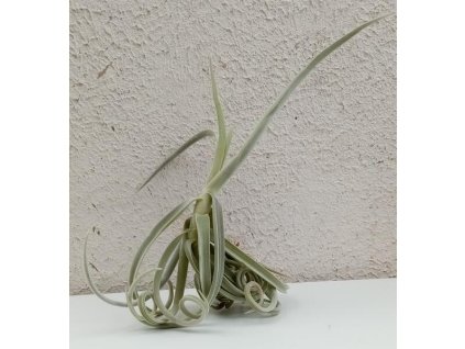 Tillandsia duratii