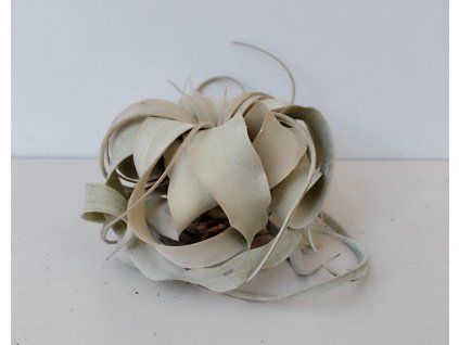 Tillandsia xerographica (střední)