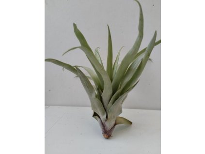 Tillandsia secunda var. vivipara
